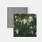 Snowdrops I (Galanthus)白い春の花 マグネット (正面/裏面)