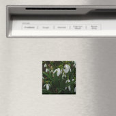 Snowdrops I (Galanthus)白い春の花 マグネット (インサイチュ (食洗機))