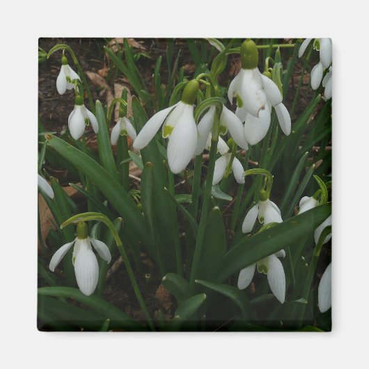 Snowdrops I (Galanthus)白い春の花 マグネット (正面)