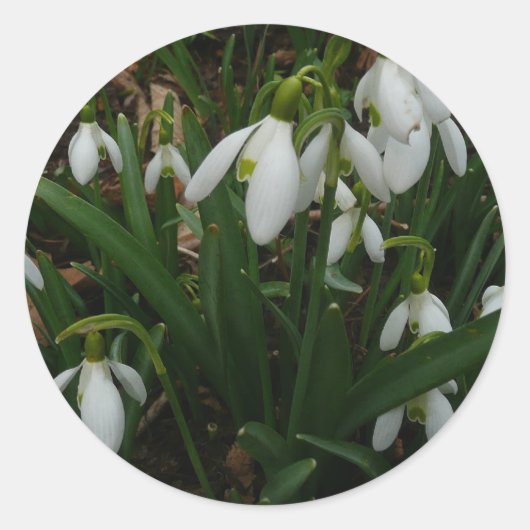 Snowdrops I (Galanthus)白い春の花 ラウンドシール (正面)
