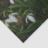 Snowdrops I (Galanthus)白い春の花 薄葉紙 (詳細)