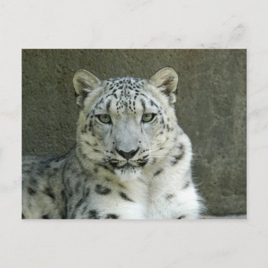 SnowLeopardM002 ポストカード (正面)