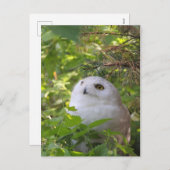 Snowyのかわいいフクロウ シーズンポストカード (正面/裏面)