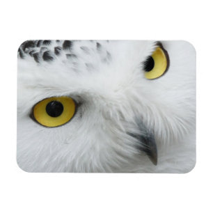 Snowyのフクロウの写真の適用範囲が広い磁石 マグネット