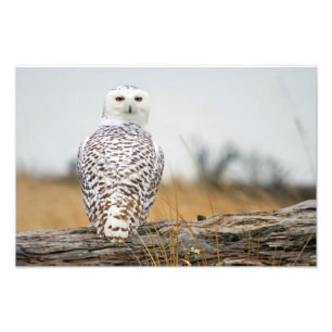 Snowyのフクロウの移民 フォトプリント