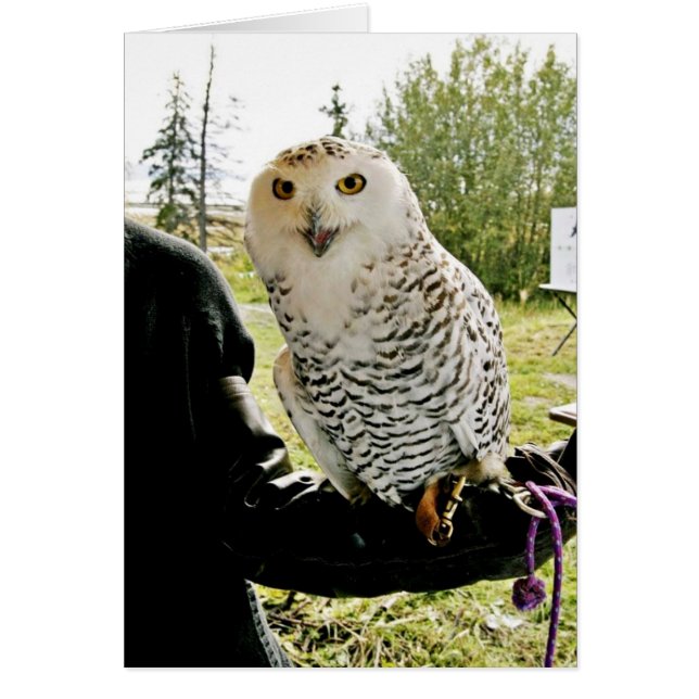 Snowyのフクロウ (正面)