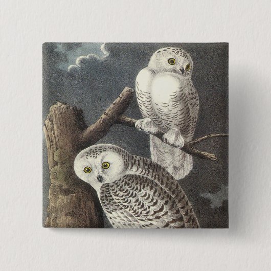 Snowyのフクロウ、ジョンAudubon 缶バッジ (正面)