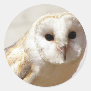 Snowyのメンフクロウのステッカー ラウンドシール