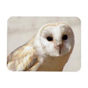 Snowyのメンフクロウの適用範囲が広い磁石 マグネット