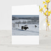 Snowyの景色のギャロウェーベルトを付けられた牛 カード (黄色い花)