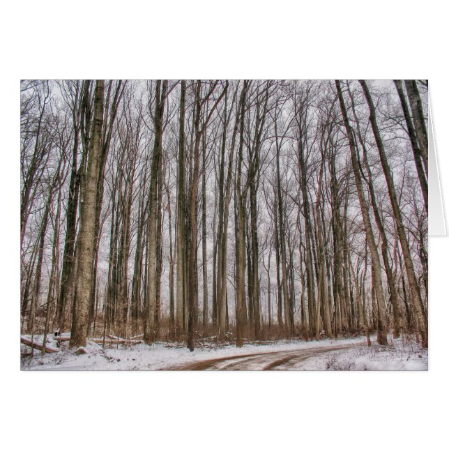 Snowyの森への田舎道 (正面横)