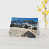 Snowyの範囲 カード (黄色い花)