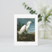 Snowy鷲のアメリカの白い白鷺のAudubonの鳥 ポストカード (スタンド正面)