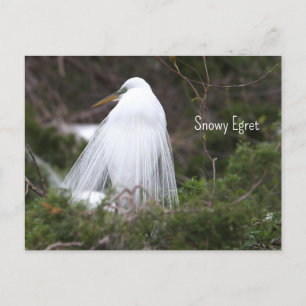Snowy Egretフォトポストカード ポストカード