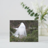 Snowy Egretフォトポストカード ポストカード (スタンド正面)