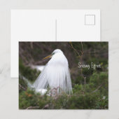 Snowy Egretフォトポストカード ポストカード (正面/裏面)
