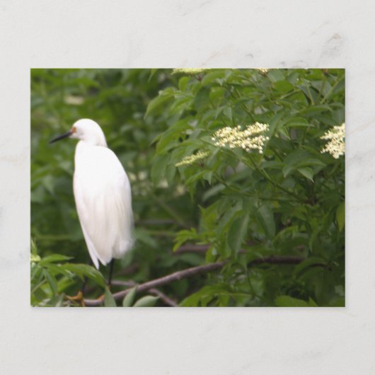 Snowy Egretフォトポストカード ポストカード (正面)