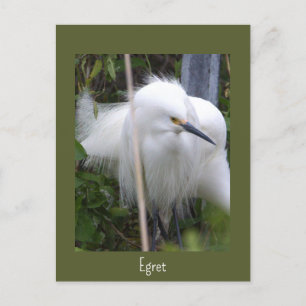 Snowy Egretフォトポストカード ポストカード