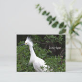 Snowy Egretフォトポストカード ポストカード (スタンド正面)
