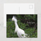 Snowy Egretフォトポストカード ポストカード (正面/裏面)