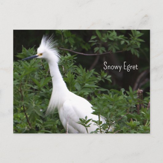 Snowy Egretフォトポストカード ポストカード (正面)