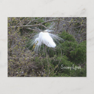 Snowy Egretフォトポストカード ポストカード