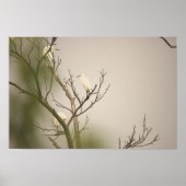Snowy Egrets on Tree Poster ポスター (正面)
