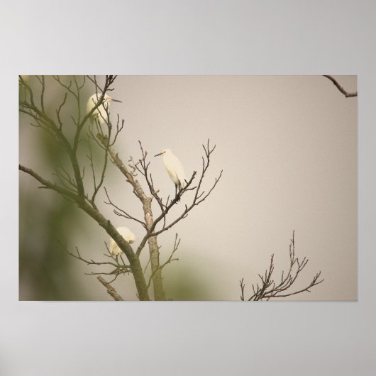 Snowy Egrets on Tree Poster ポスター (正面)