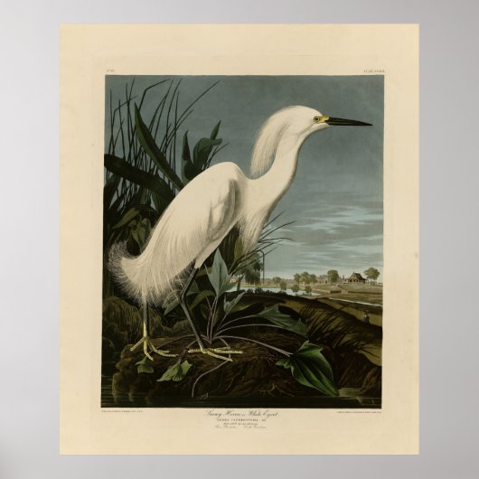 Snowy Heron (Egret) – アメリカのオードボンの鳥 ポスター (正面)
