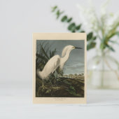 Snowy Heron (Egret) – アメリカのオードボンの鳥 ポストカード (スタンド正面)