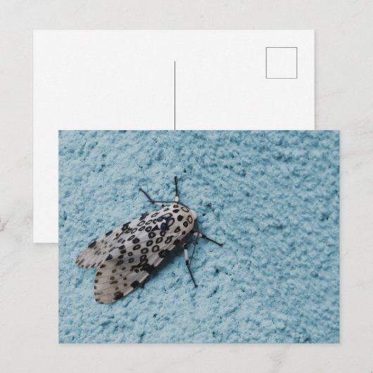 Snowy Leopard Mothの写真 ポストカード (正面/裏面)