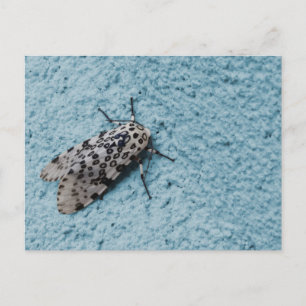 Snowy Leopard Mothの写真 ポストカード