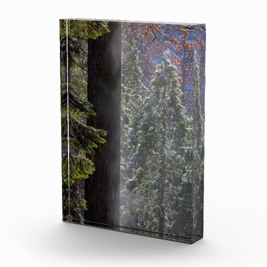 Snowy Mist in the Forest フォトブロック (右)