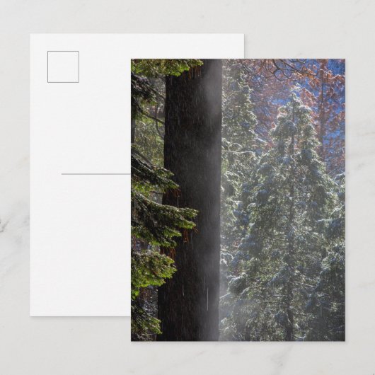 Snowy Mist in the Forest ポストカード (正面/裏面)