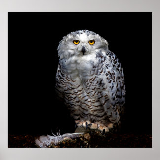 Snowy owl ポスター