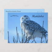 Snowy Owl in Manitoba Canada ポストカード (正面/裏面)