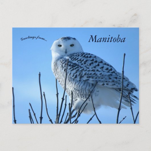 Snowy Owl in Manitoba Canada ポストカード (正面)