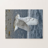 Snowy Owl on a beach  ジグソーパズル (横)