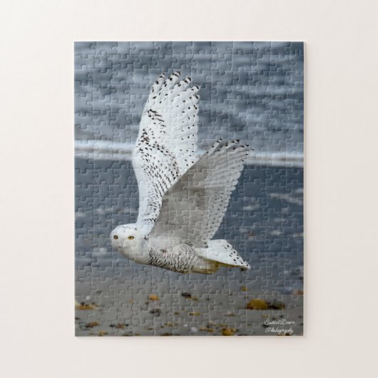 Snowy Owl on a beach  ジグソーパズル (縦)