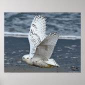 Snowy Owl on Beach  ポスター (正面)