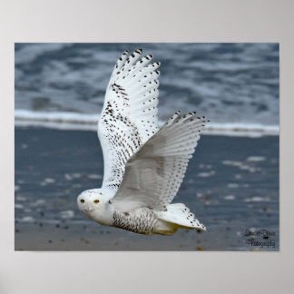 Snowy Owl on Beach  ポスター