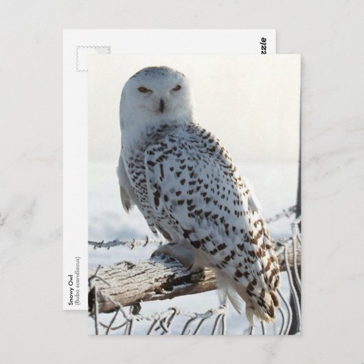 Snowy Owl on fence ポストカード (正面/裏面)
