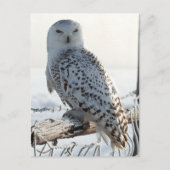 Snowy Owl on fence ポストカード (正面)