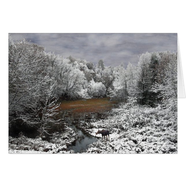 Snowy Oxbowのアメリカヘラジカ (正面横)