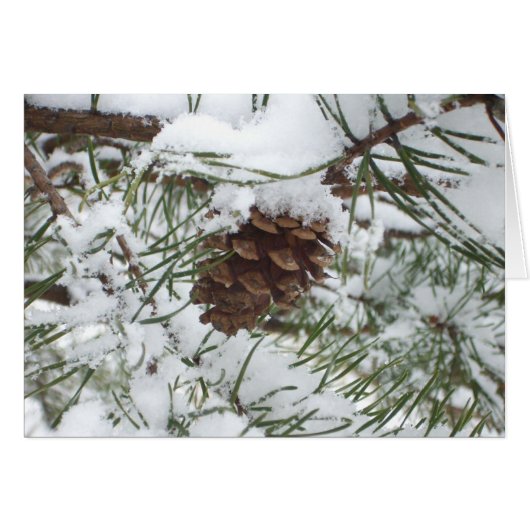 Snowy Pine Cone I冬自然撮影 (正面横)
