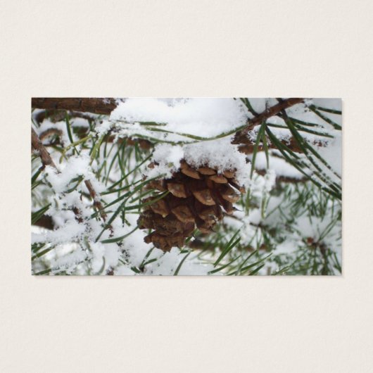 Snowy Pine Cone I冬自然撮影 (裏面)