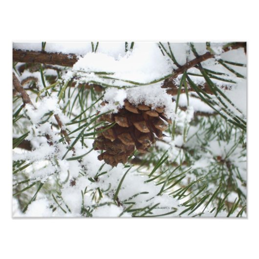 Snowy Pine Cone I冬自然撮影 フォトプリント (正面)