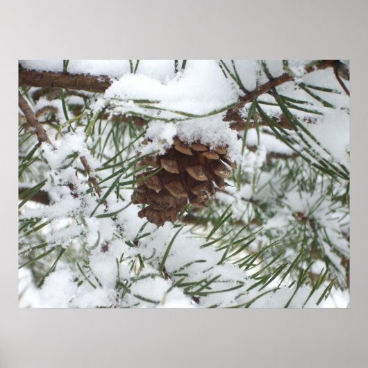 Snowy Pine Cone I冬自然撮影 ポスター (正面)