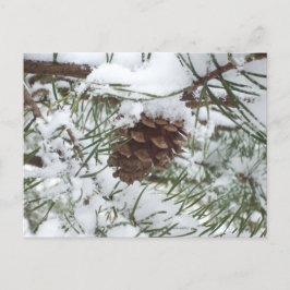 Snowy Pine Cone I冬自然撮影 ポストカード