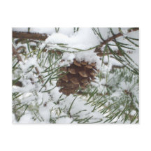 Snowy Pine Cone I冬自然撮影